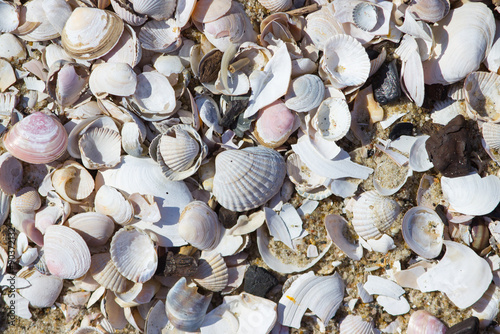 Natural shells and sand background