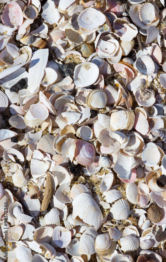 Natural shells and sand background