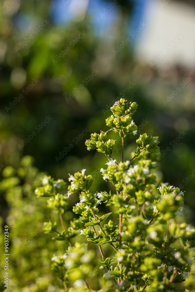 Obraz premium Oregano z białym kwiatem w świetle dziennym. Nazwa naukowa, Origanum vulgare.