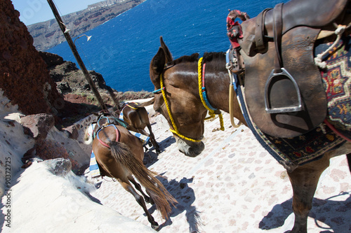 595 - Donkeys in Santorini