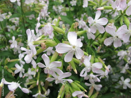 Common soapwort, Saponaria officinalis photo