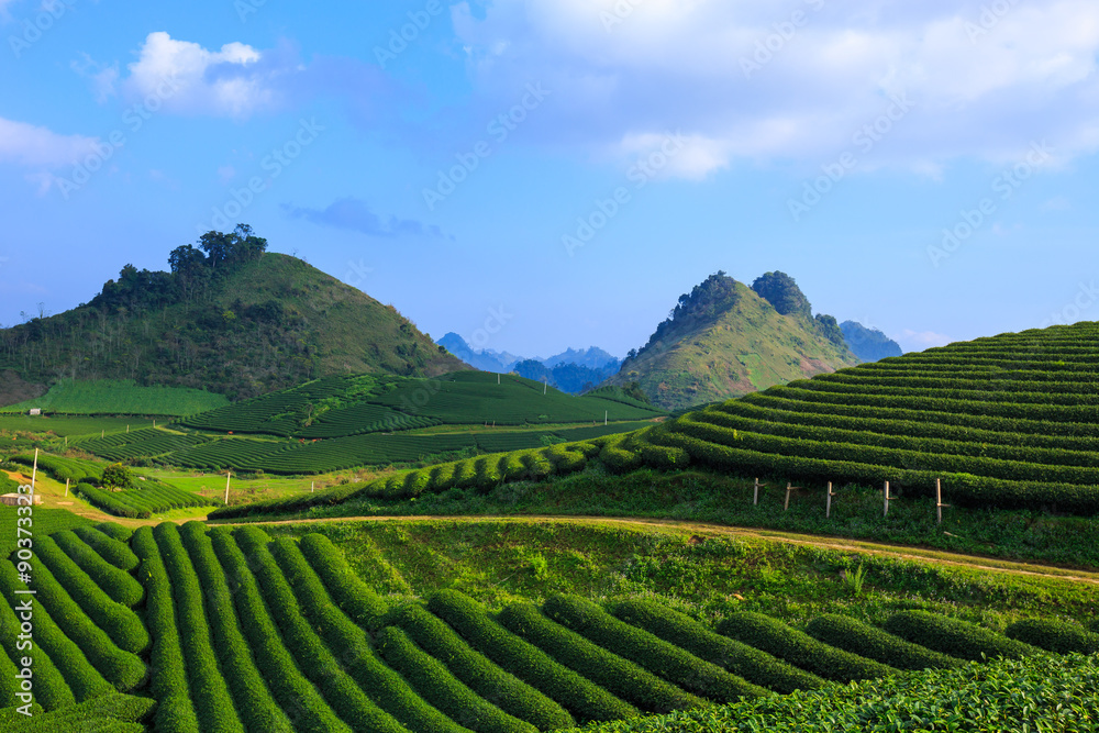 Beautiful fresh green tea plantation in Moc Chau dicstric, Son La province, Vietnam 