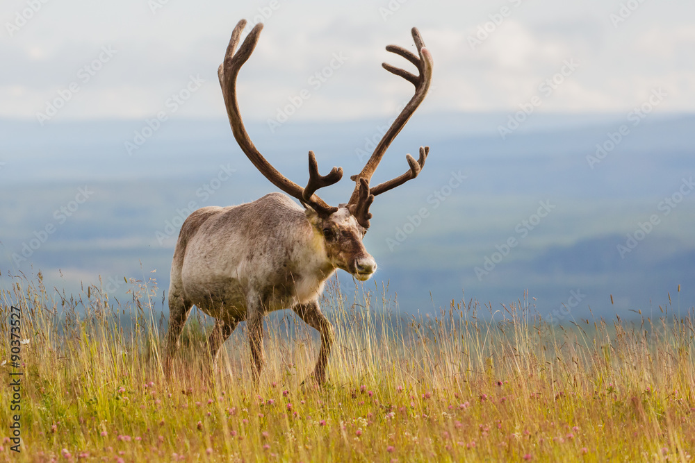 Reindeer Reindeer