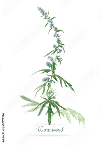 Watercolor sprigs of wormwood photo