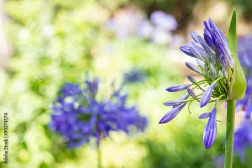 Agapanthus Africanus, African Lily, Coroas de Henrique photo