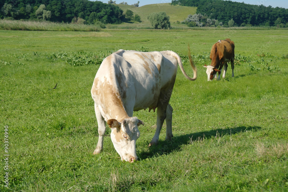 cows in a field