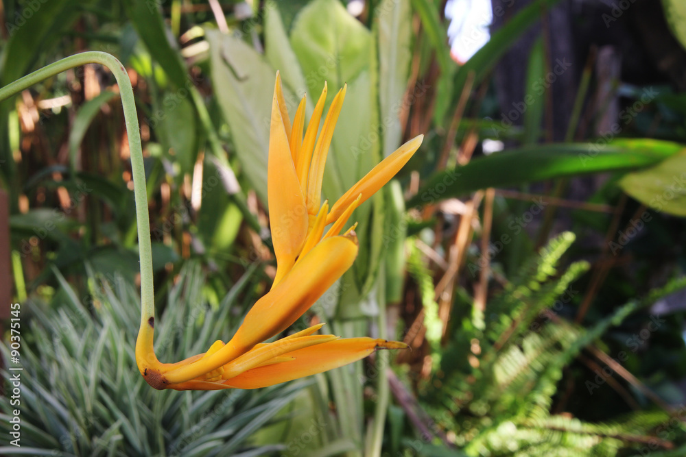 Obraz premium Bird of Paradise flower, flower from tropical forest