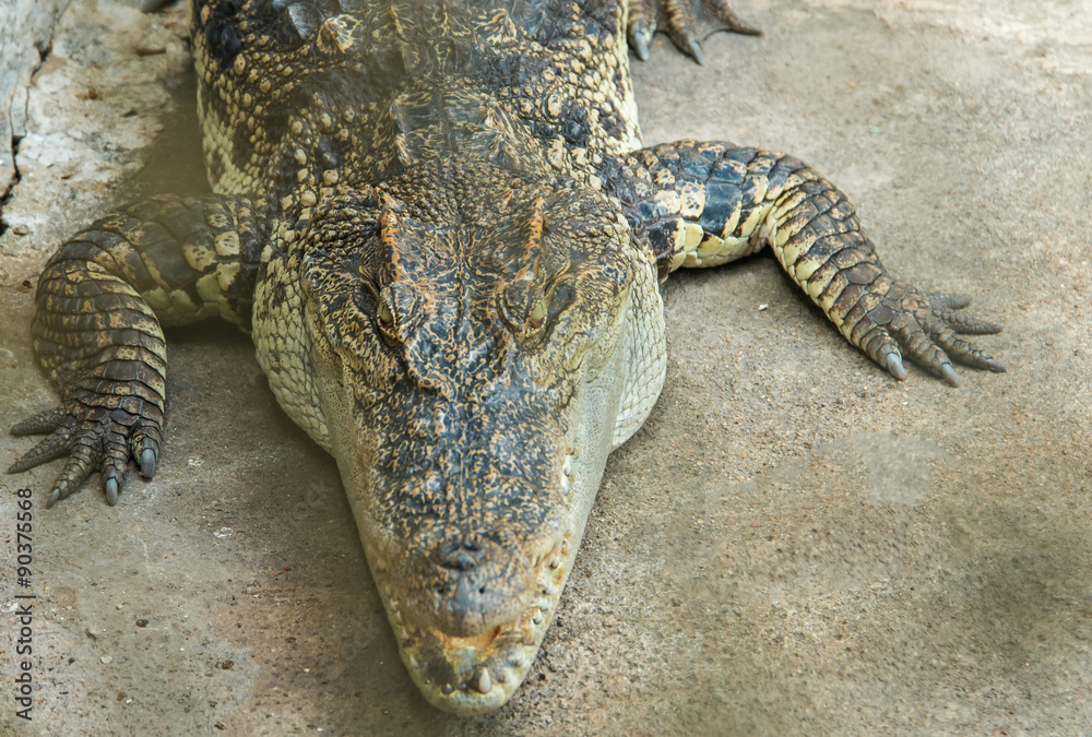 Close up crocodile as emerges from water with a toothy grin. The Close up crocodile as emerges from water with a toothy grin. The