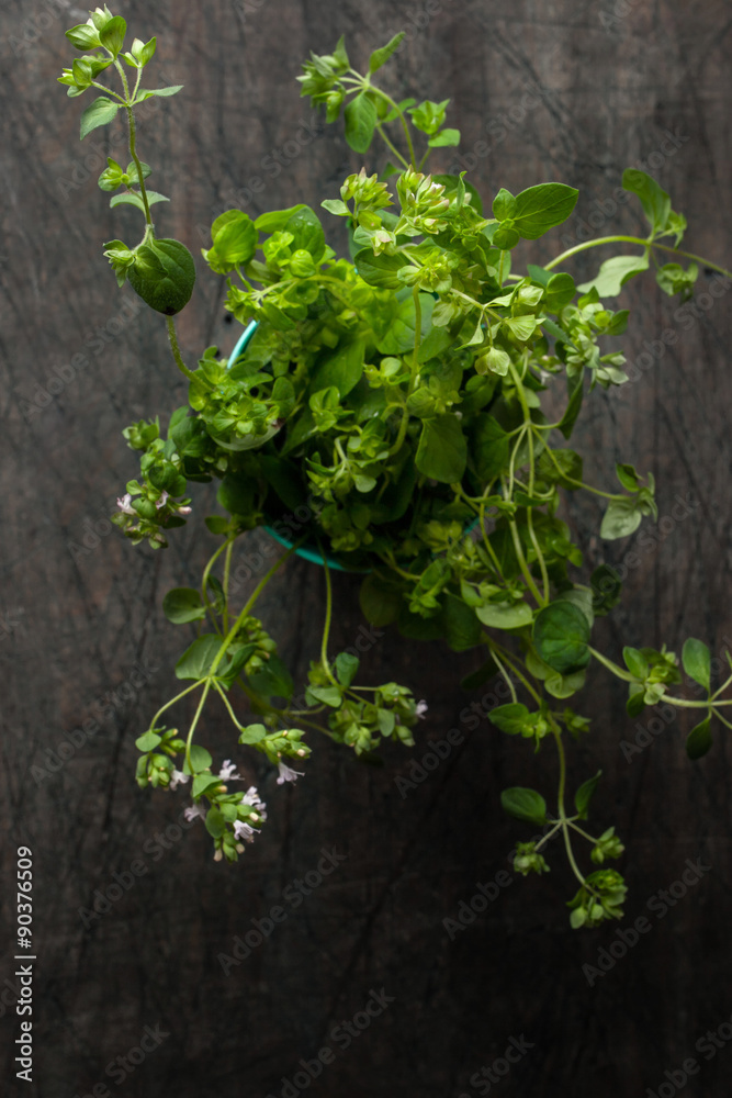 Oregano in a glass on the old dark table Oregano in a glass on the old dark table