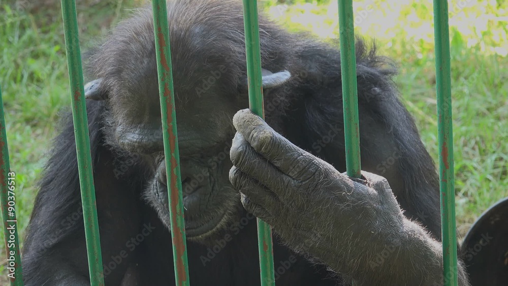 Adult male common chimpanzee eating banana behind the bars of the zoo cage, animals in captivity, wildlife species in zoo, 1920x1080 full hd footage.
