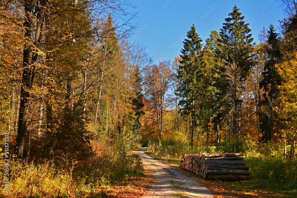 Autumn sunny forest