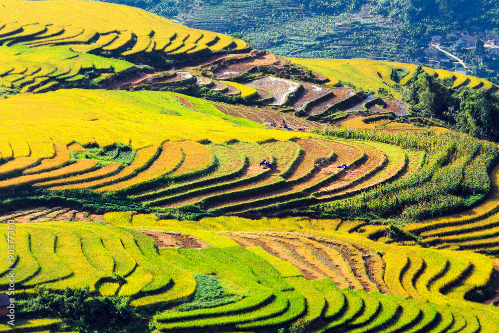 Terraced rice fields in Vietnam 