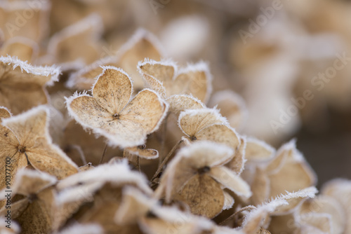 冬の霜が降りた茶色のアジサイ