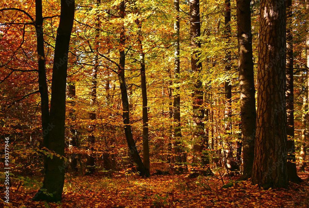 Obraz premium Autumn sunny forest