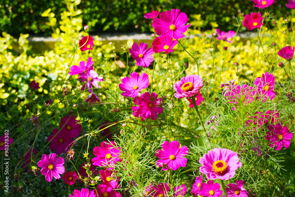 Fototapeta premium Cosmea (Cosmos bipinnatus) w kolorze różowym przed żywopłotem w ogrodzie przed domem
