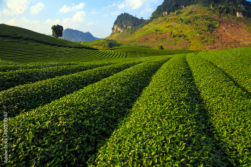 Beautiful fresh green tea plantation in Moc Chau dicstric  Son La province  Vietnam 