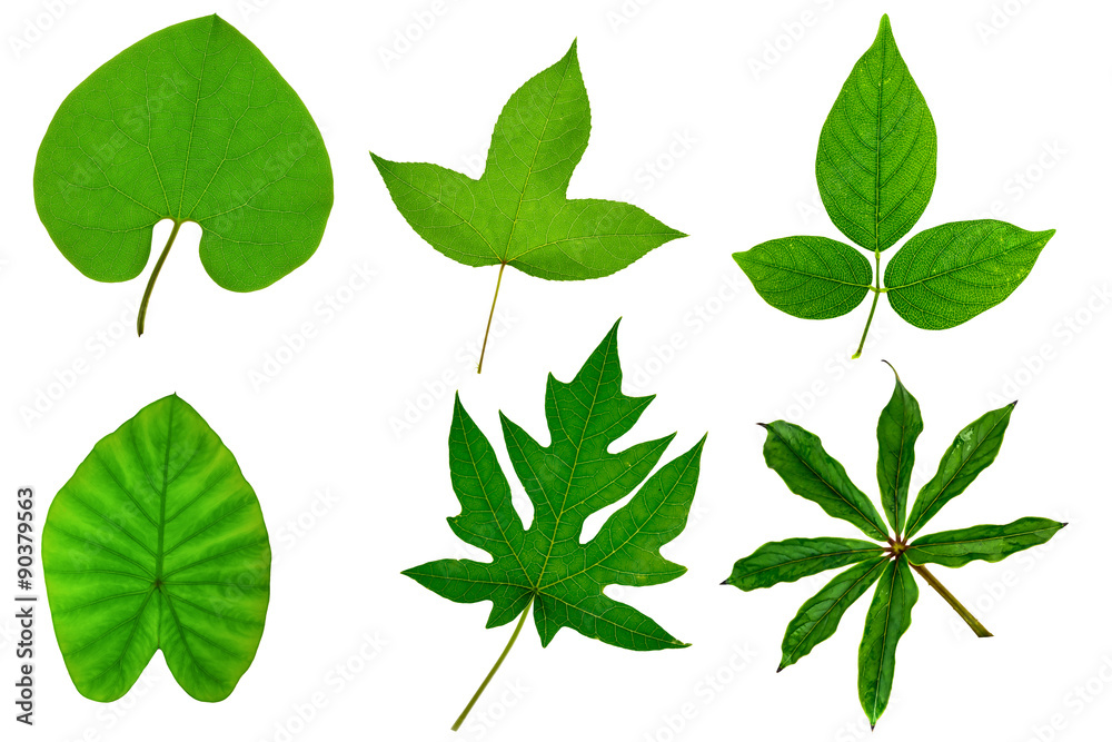 Green tree leaf isolated on white background Green tree leaf isolated on white background
