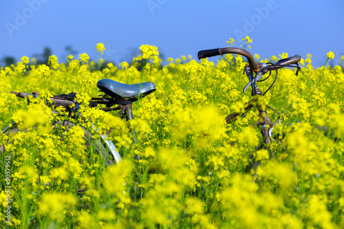 A bicycle in Wintercress fields. The tidal fields in this location with nice Wintercress can be used for making oil.