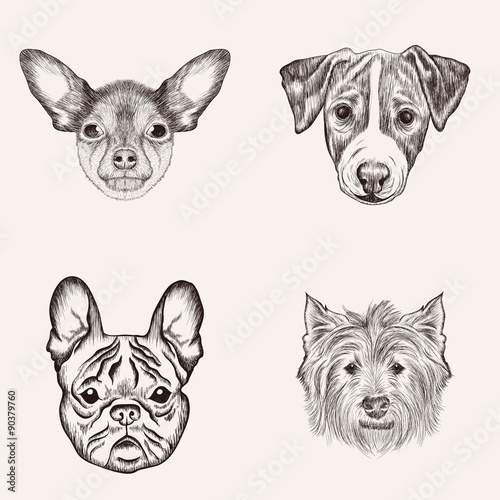 Sketch Bulldog Terriers. Hand drawn realistic faces of dogs vect