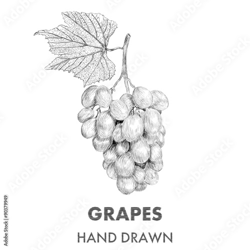 Sketch of grapes, cluster with a leaf. Hand drawn vector illustr