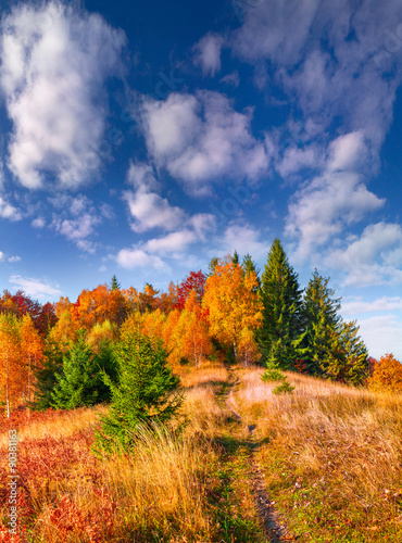 Colorful autumn morning in the Carpathian mountain forest.