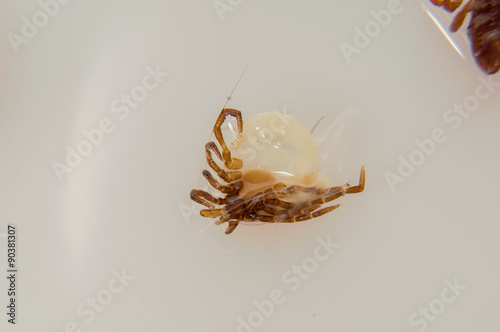 white background Ticks photo