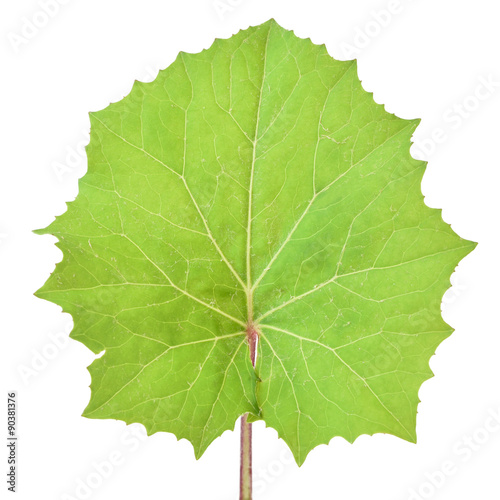 Tussilago farfara leaf photo