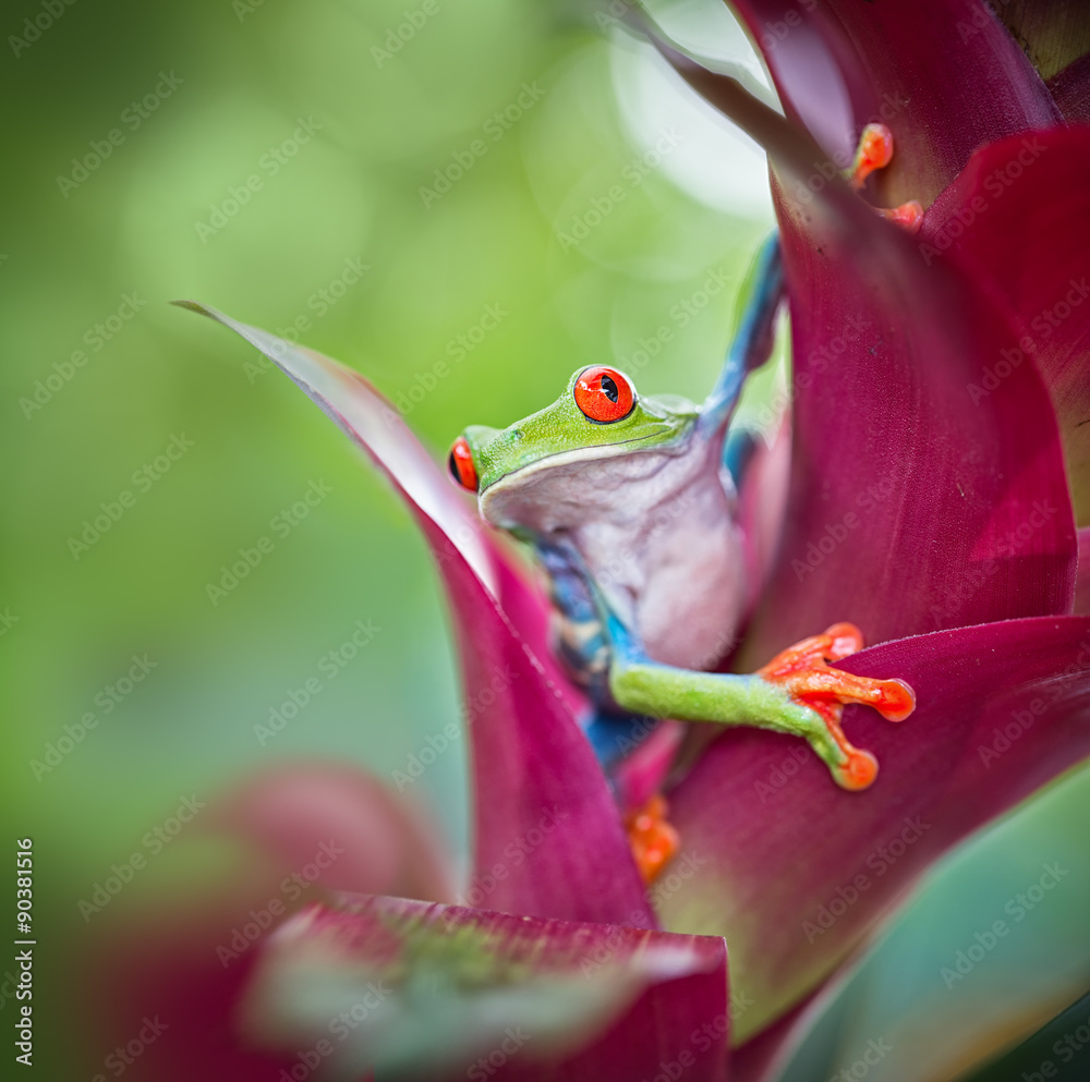 Fototapeta premium red eyed tree frog Costa Rica