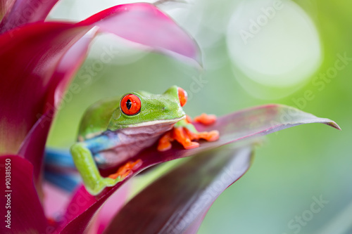 red eyed tree frog Costa Rica