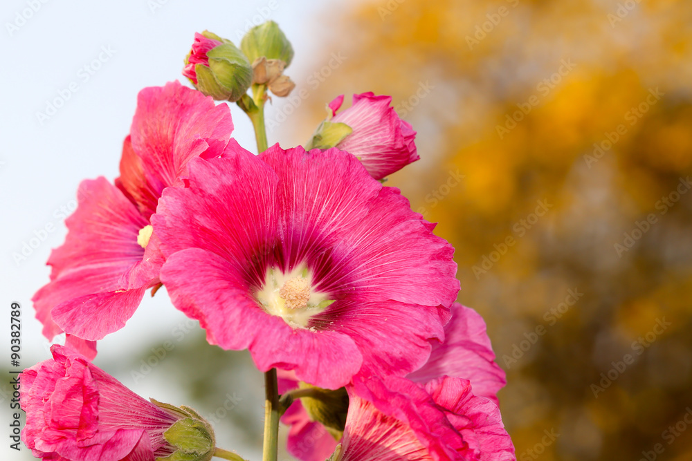Obraz premium Hollyhock
