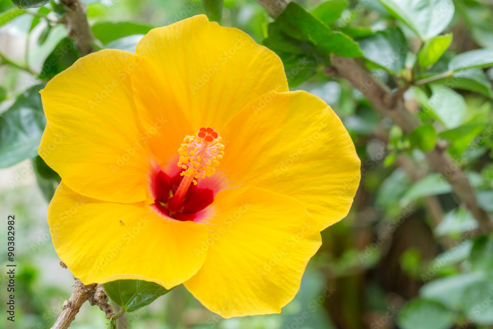 Chinese hibiscus