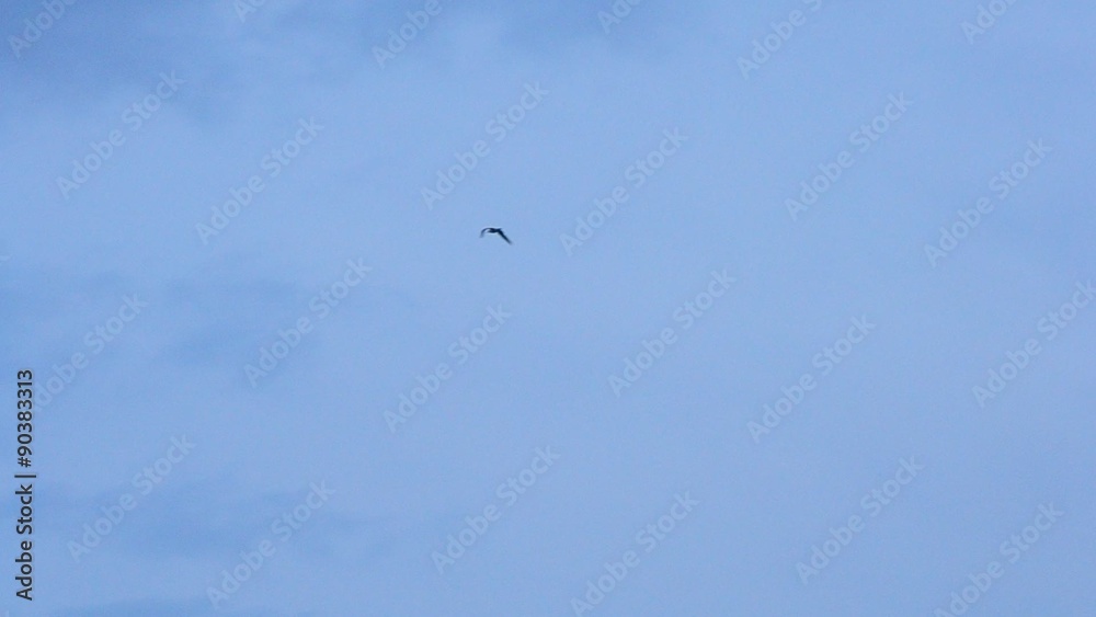 Tern flies beautifully on background of white and blue sky Tern flies beautifully on background of white and blue sky