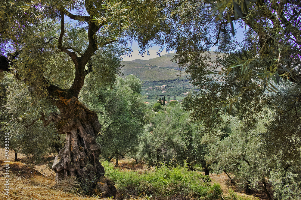 Landscape of Olive forest at Zakynthos island, Greece Landscape of Olive forest at Zakynthos island, Greece