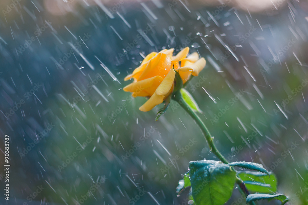 Obraz premium Yellow rose in summer rain