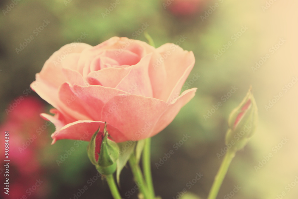 Beautiful pink rose on bright background