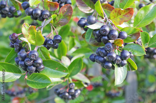 Aronia berries on a bush . Life in the village. photo