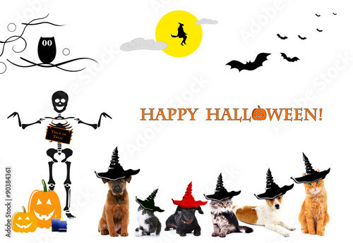 Animals with witch hats for halloween, isolated on white