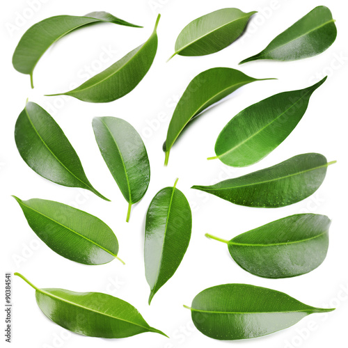 Green leaves isolated on white