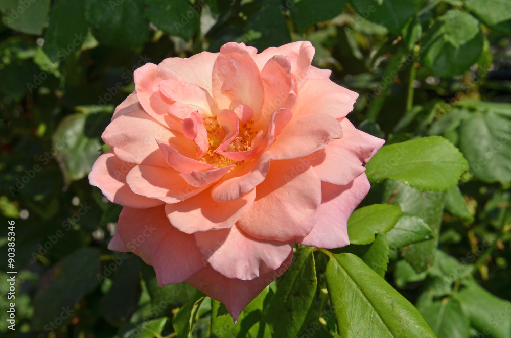 rose rose