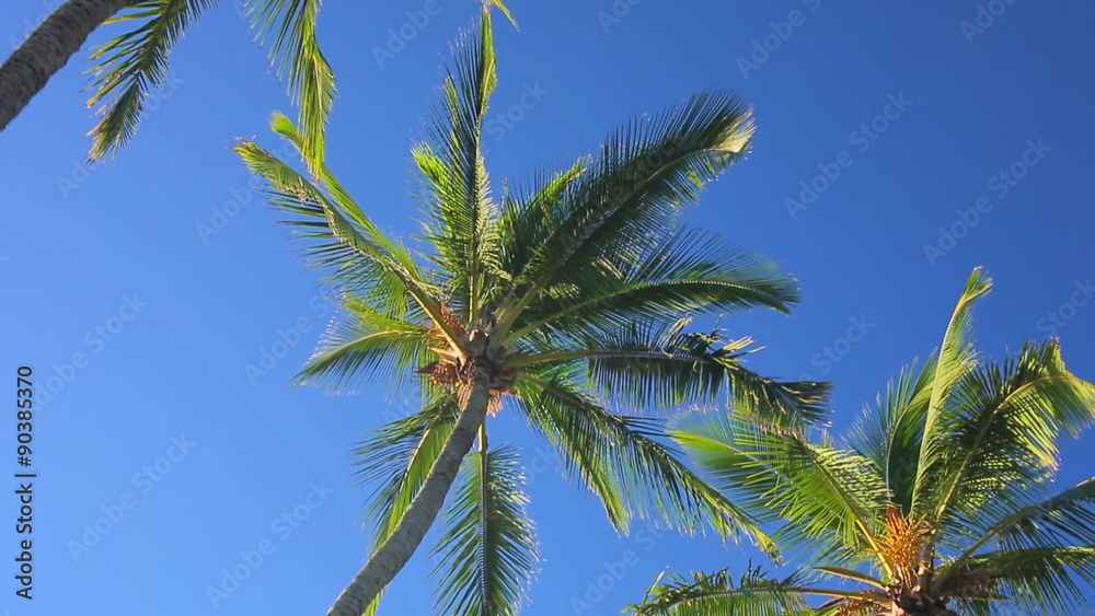 Palm Trees on a Beautiful Blue Sky Sunny Background. Smooth Steadicam Motion.