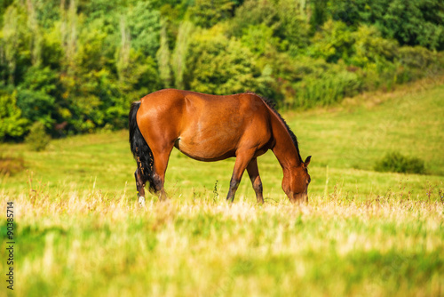 Dark bay horse grazing on a field