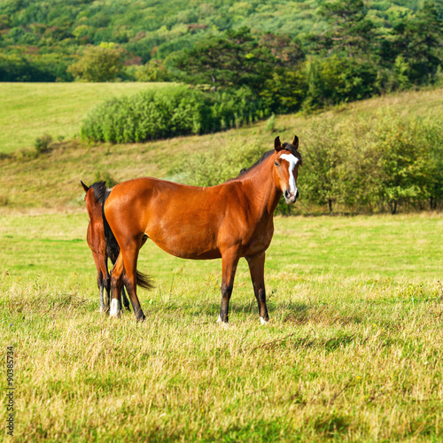 Two dark bay horses grazing on a field