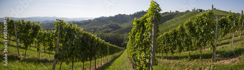 Obraz na płótnie Panorama Weinrebe, Weinreben, Rebe, Reben, Weinstock, Steiermark, Südsteiermark, Weingarten, w salonie