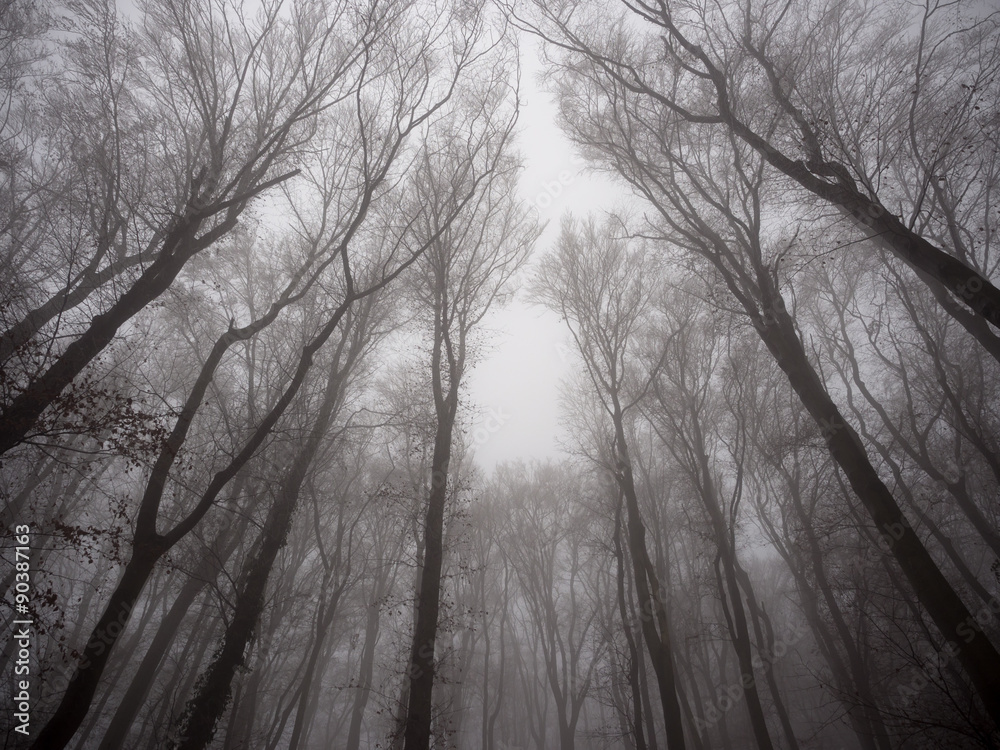 Fototapeta premium Misty forest in Carpathian mountains, Slovakia