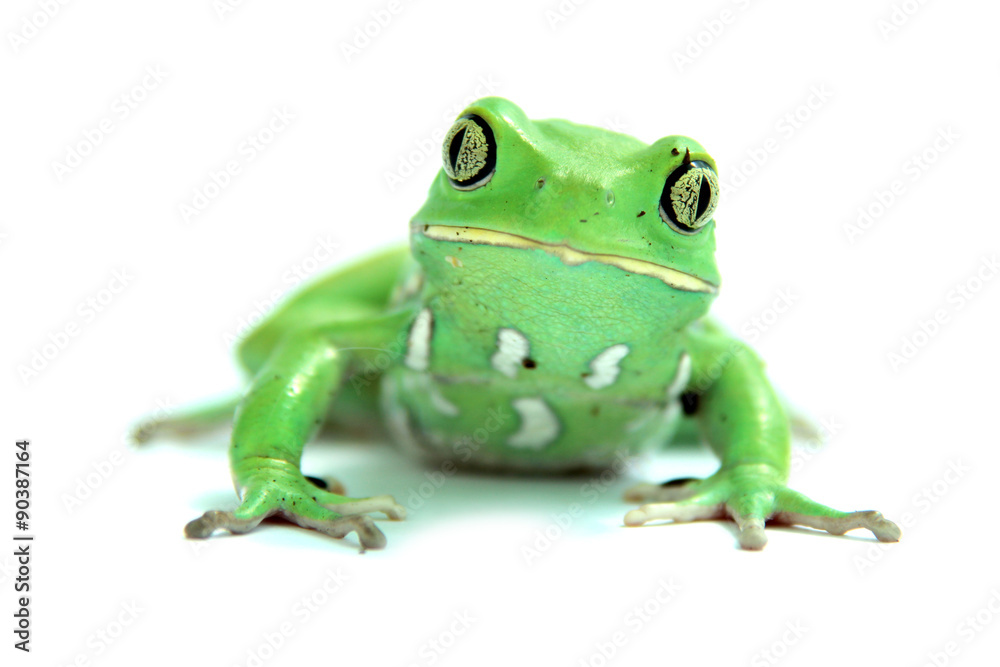 waxy monkey tree frog waxy monkey tree frog