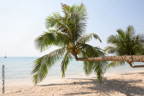 Coconut palm tree on the beach, Thailand © OlegD