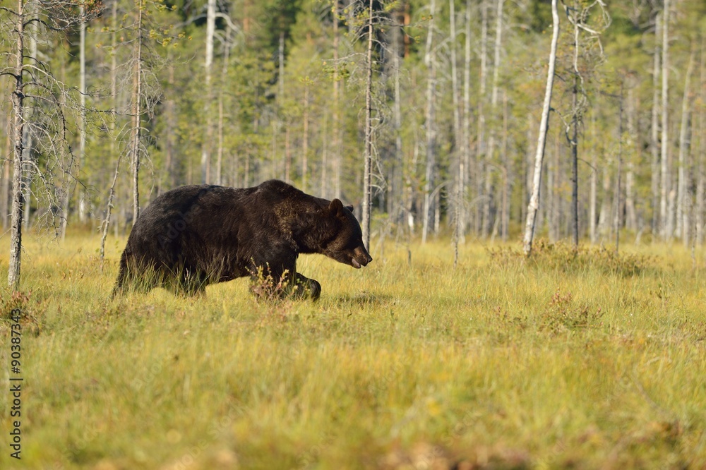 bear walking in the sun bear walking in the sun