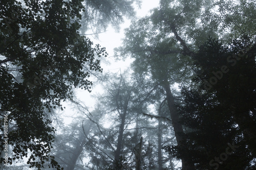 霧に包まれる森