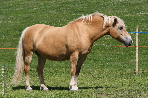 Cavallo di razza Avelignese photo