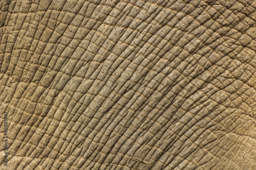 Elephant skin texture background Elephant skin texture background